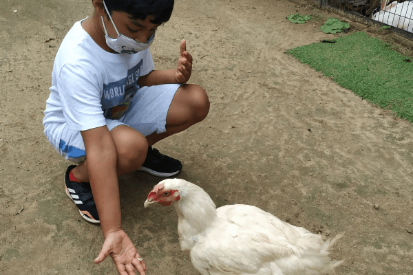 The Barnyard